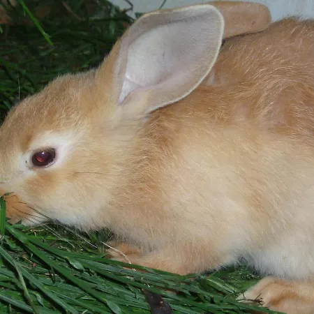 Ferme Du Barba Liézey