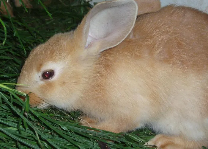 Ferme Du Barba Liézey
