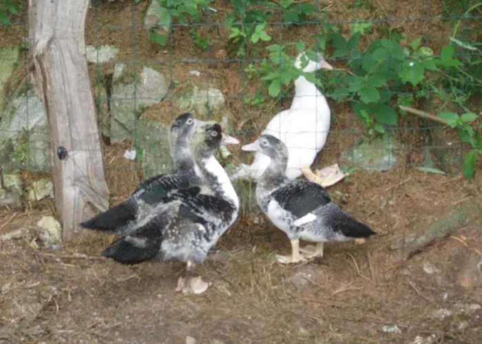 Ferme Du Barba Πανσιόν Liézey